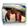 Red Hermit Crab Photo Italian Charm