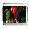  Tropical  Macaw Parrots Photo Italian Charm