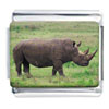Big  Horn  Rhino Photo  Italian   Charm 