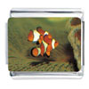 Orange Clown Fish Photo Italian Charm