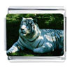 White Tiger Resting Photo Italian Charm