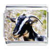 Goat Black Photo Italian Charm
