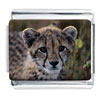 Cheetah Cub Face Photo Italian Charm