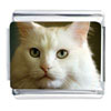 White Cat Photo Face Italian Charm