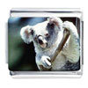 Real Koala Bear Photo Italian Charm
