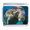 Manatee In The Ocean Photo Italian Charm