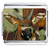 Deer Photo Italian Charm