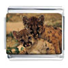 Baby Cheetah Cubs Photo Italian Charm