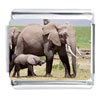 Elephants Photo Italian Charm