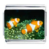 Clown Fish Photo Italian Charm