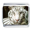 White Tiger  Photo  Italian Charm