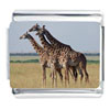 Star Struck Giraffes Photo Italian Charm