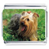 Yorkie Terrier Photo Italian Charm