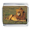 Lying Lion  Photo  Italian Charm
