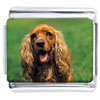 Cocker Spaniel Dog Brown Photo Italian Charm