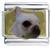  French  Bulldog Photo Italian Charm