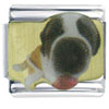 Saint Bernard Photo Italian Charm