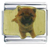 Chow Chow Photo Italian Charm