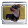 Chihuahua Black Photo Italian Charm