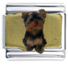 Yorkie Photo Italian Charm