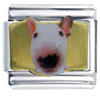 Bull Terrier White