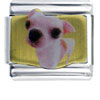 Chihuahua White Photo Italian Charm