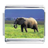 Elephant In Nature Photo Italian Charm
