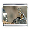Chipmunk On Rock Photo Italian Charm