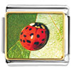 Red  Ladybug  Photo Italian Charm