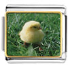 Baby Chick Photo Italian Charm