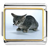Kitten Cat Photo Italian Charm