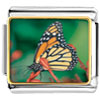  Butterfly  Close Up Photo Italian Charm