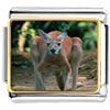 Australia Kangaroo Photo Italian Charm