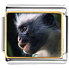 Friendly Monkey Photo Italian Charm