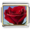 Red Rose In Sunshine Photo Italian Charm