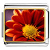 Orange Daisy Photo Italian Charm