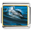 Dolphin Swimming Photo Italian Charm