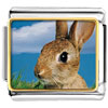 Alert  Bunny  Rabbit Photo Italian Charm