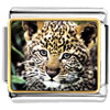 Baby Leopard Cub Photo Italian Charm