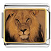  King  Of The Jungle Lion Photo Italian Charm