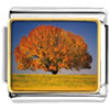Tree In Autumn Photo Italian Charm