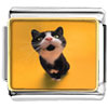 Cat Yawning Photo Italian Charm