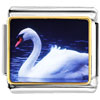 Swimming Swan Photo Italian Charm