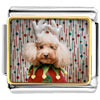  Christmas  Jester Dog Photo Italian Charm