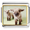 Baby Lambs Photo Italian Charm