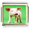 Pig Photo Italian Charm