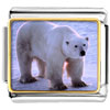 White Polar  Bear  Photo Italian Charm