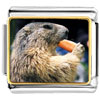 Squirrel Eating Carrot  Animal  Photo Italian Charm