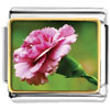 Pink Rose Flower Of Love Photo Italian Charm