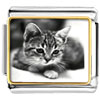 Cat In Black &amp; White Photo Italian Charm